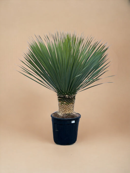 Yucca Rostrata H140Cm