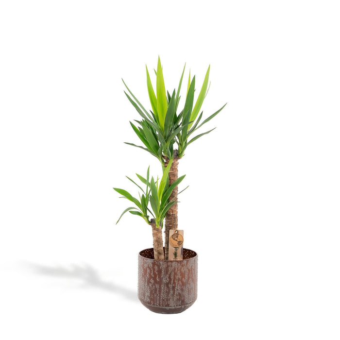 Yucca Xl Og Dens Cache H100Cm