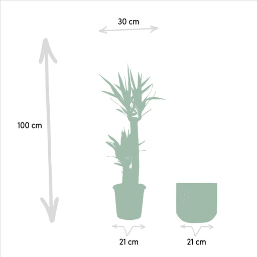 Yucca Xl Og Dens Cache H100Cm