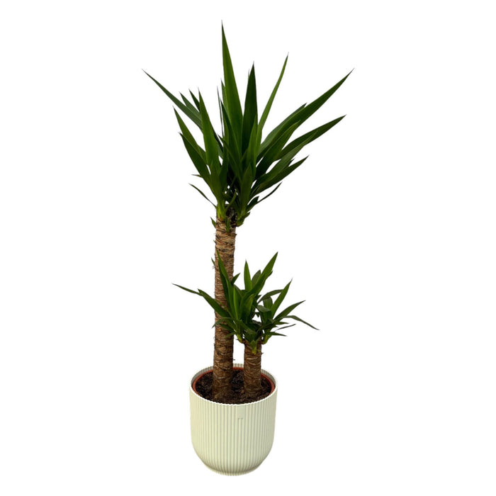 Yucca Og Dens Gryte