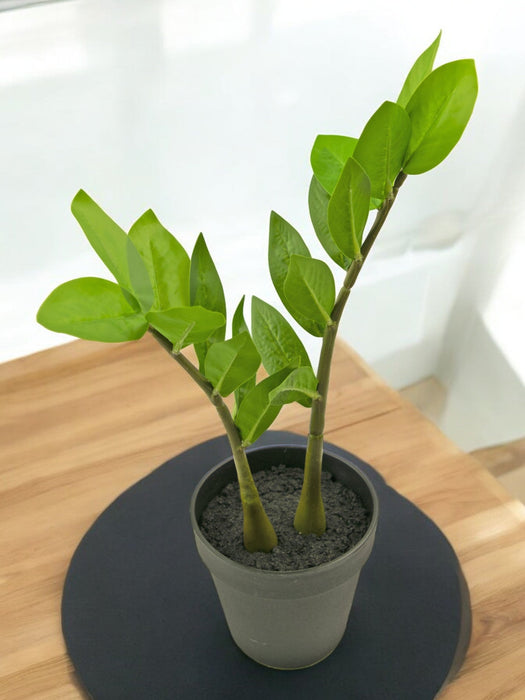 Zamioculcas - Kunstig Grønn Plante