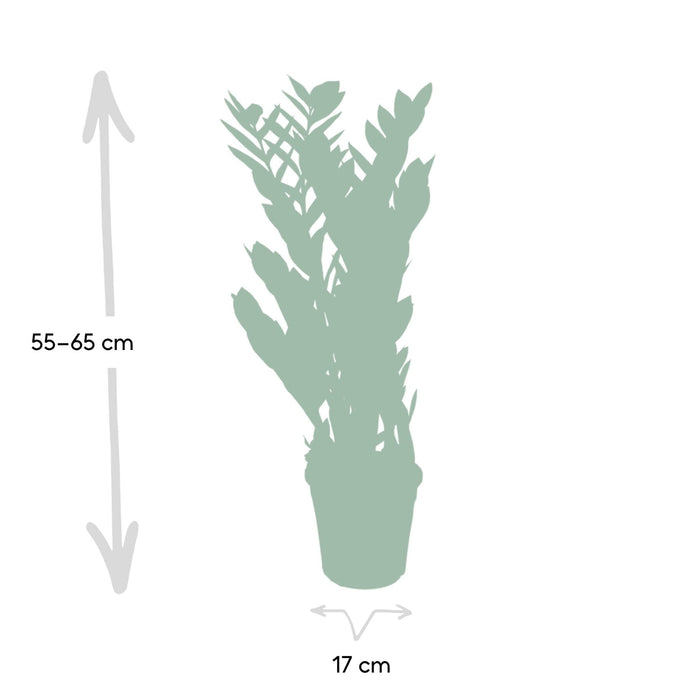 Zamioculcas Zamiifolia