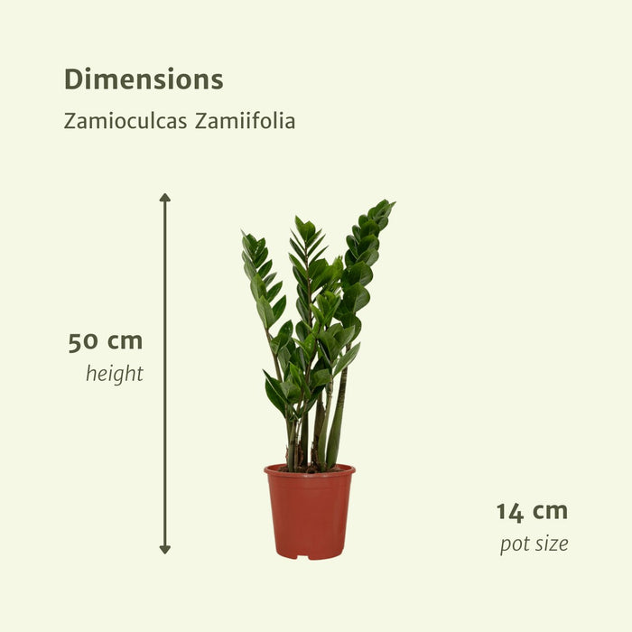 Zamioculcas Zamiifolia - Sett Med 2