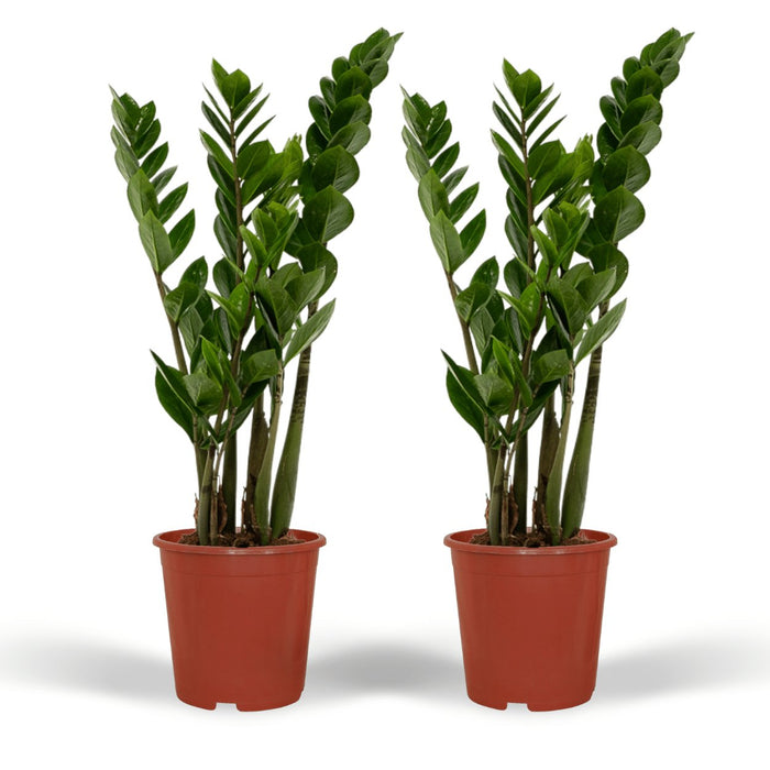 Zamioculcas Zamiifolia - Sett Med 2