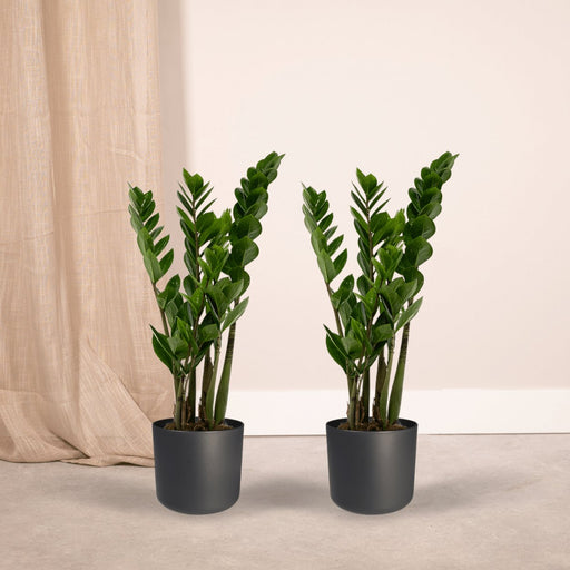 Zamioculcas Zamiifolia - Sett Med 2