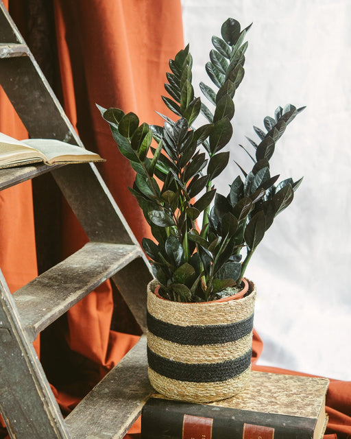 Zamioculcas Zamiifolia Raven L