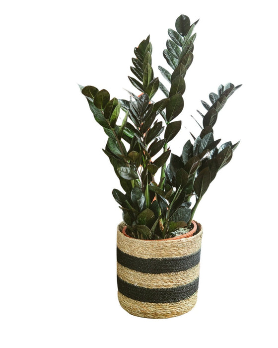 Zamioculcas Zamiifolia Raven L