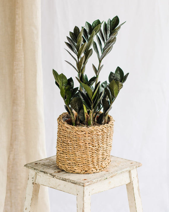 Zamioculcas Zamiifolia Raven M