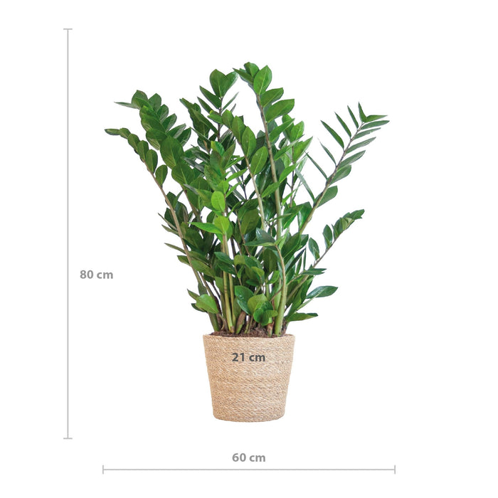 Zamioculcas Zamiifolia Og Dens Gryte