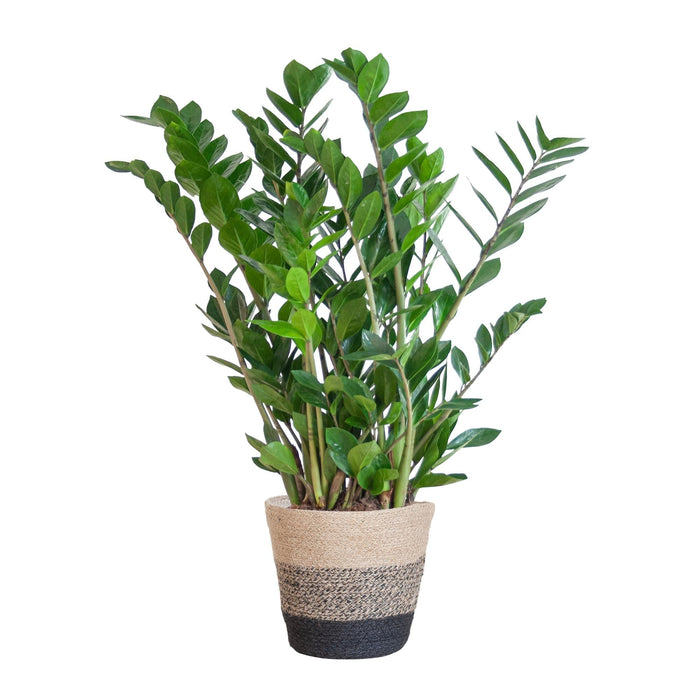 Zamioculcas Zamiifolia Og Dens Gryte