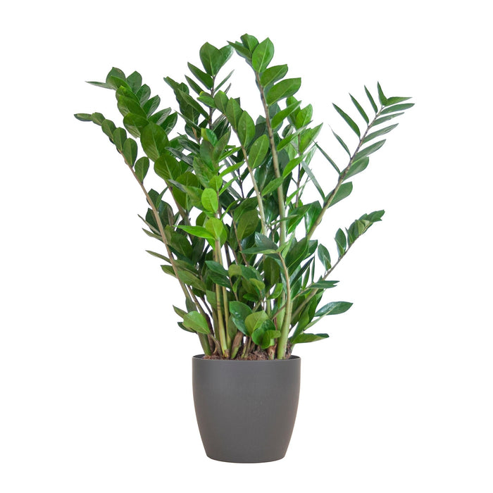 Zamioculcas Zamiifolia Og Dens Gryte