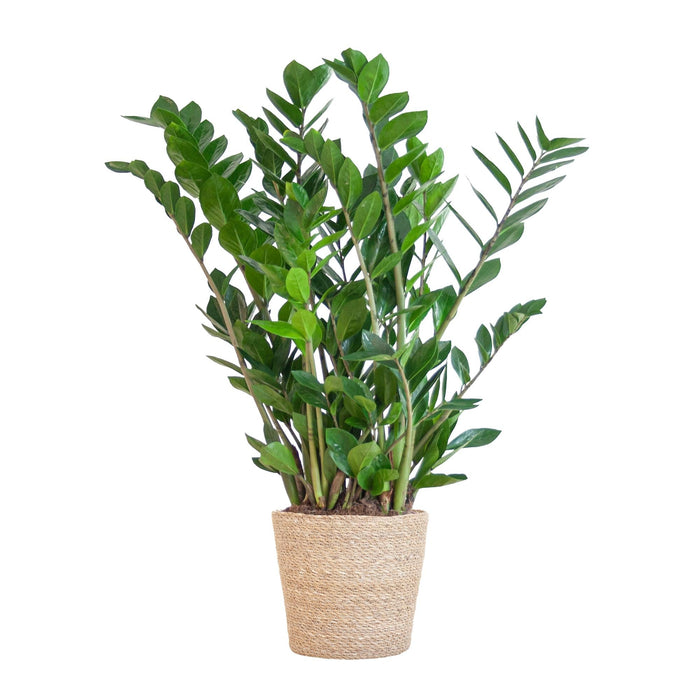 Zamioculcas Zamiifolia Og Dens Gryte