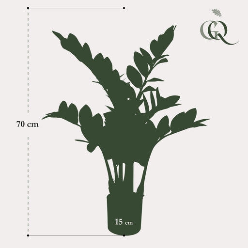 Zamioculcas Kunstig Plante - H70Cm, Ø12Cm