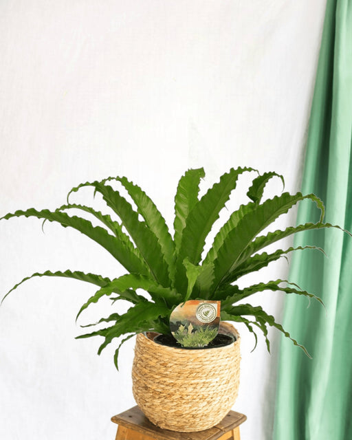 Asplenium Osaka Fern